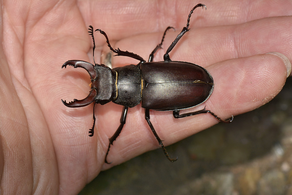 Lucanus cervus? La vendetta.